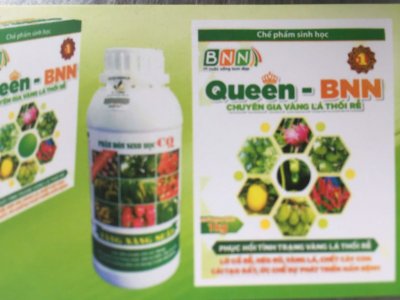 Queen BNN chuyên phục hồi vàng lá thối rễ