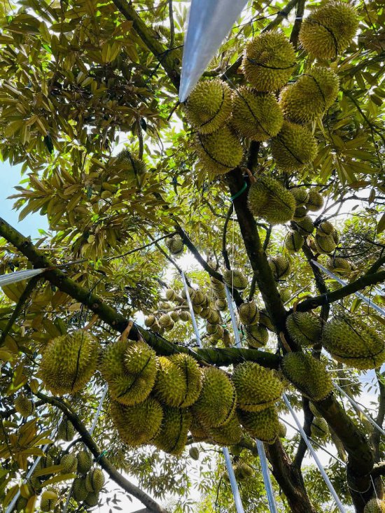 Cây sầu riêng 13