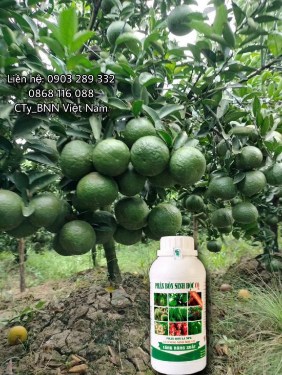 Hình ảnh cây trồng 4