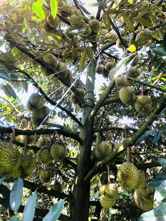 Cây sầu riêng 15