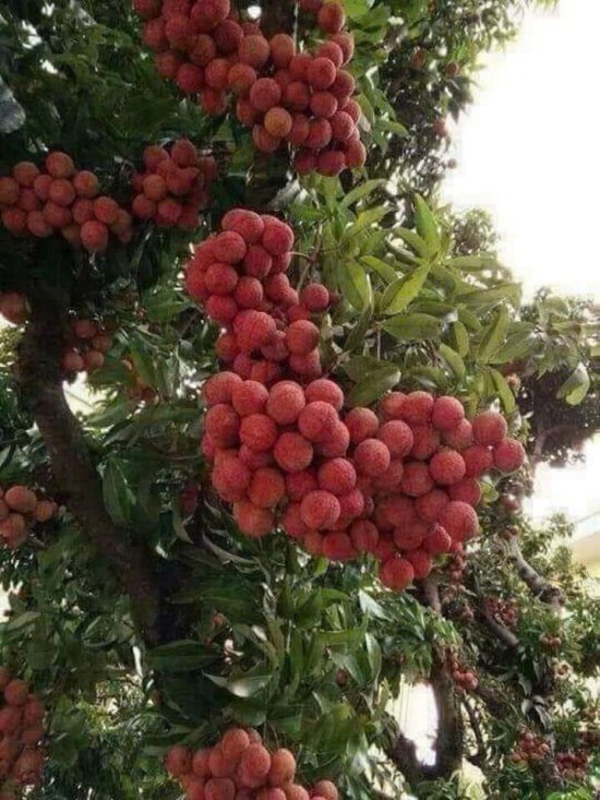 Hình ảnh cây trồng 6